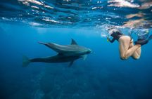 Swim With Dolphins
