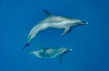 Swim With Dolphins