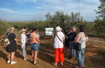 Olive Oil Factory from Seville Private Tour