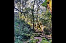 Enchanted Forest Hike and Wine Tasting Private Tour