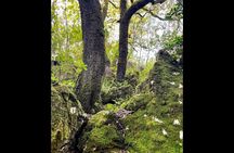 Enchanted Forest Hike and Wine Tasting Private Tour