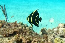 Snorkeling Aguadilla for Families with Children