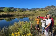 2 Hours of Mindful Bird Watching near Denver