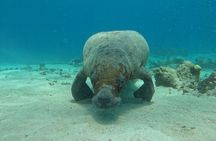 3-Hour Guided Jet Ski Snorkeling Tour on San Pedro Barrier Reef