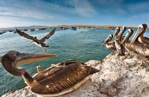 Day Trip PRIVATE Tour Paracas, Ica and Huacachina from Lima 