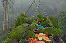 Parrot & Macaw Volunteering in a Wildlife Reserve Near Cartagena
