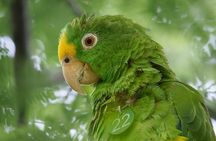 Parrot & Macaw Volunteering in a Wildlife Reserve Near Cartagena