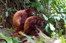 Monkey’s Creek: An Extreme Tropical Forest Hiking Adventure