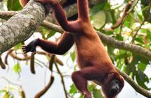 Into the Wild: A Volunteer Experience with Monkey Reintroduction