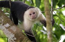 Monkey’s Creek: An Extreme Tropical Forest Hiking Adventure