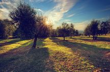 Olive Oil Factory from Seville Private Tour