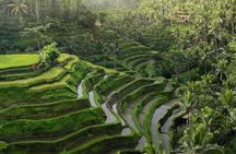 Ubud Tour-All Inclusive with Jungle Swing And Lunch 
