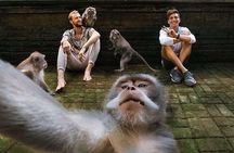Ubud Tour-All Inclusive with Jungle Swing And Lunch 