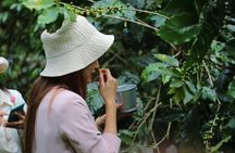 Chiangmai Coffee Farm Tour