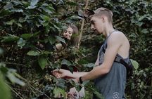 Chiangmai Coffee Farm Tour