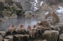 Snow Monkey Park & Miso Production Day Tour from Nagano