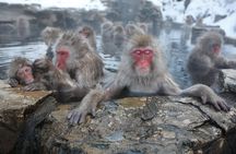 Snow Monkey Park and Miso Production Tour Bullet Train from Tokyo