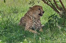 Safari & Lesedi Cultural Village 