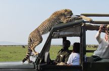 5 Days Mombasa,Tsavo East, Taita Salt Lick, Tsavo West, Amboseli,