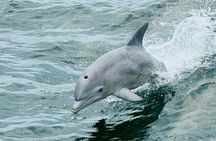 Dolphin & Sightseeing Cruise + Beach Stop + Snorkel + Equipment