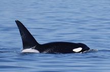 Victoria Whale Watching Tour by Zodiac