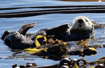 Victoria Whale Watching Tour by Zodiac
