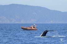 Victoria Whale Watching Tour by Zodiac