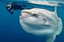 Swim With Manta Rays and Day Tour to Lembongan from Bali