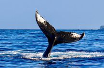 2-Hour Maui Whale Watch from Lahaina Harbor, Maui