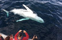 Cape Town Whale Watching Activity in Hermanus