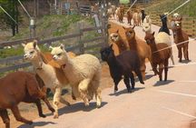 Alpaca World & Nami Island Private Tour 