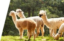 Alpaca World & Nami Island Private Tour 