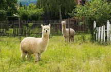 Alpaca World & Nami Island Private Tour 