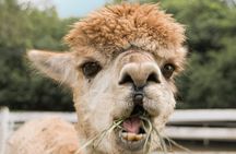 Alpaca World & Nami Island Private Tour 