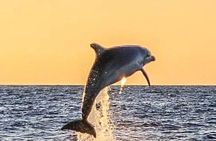 Romantic Boat Trip with Dolphin Watching