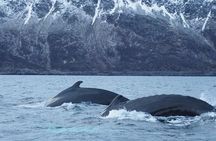 Small group Whale watching