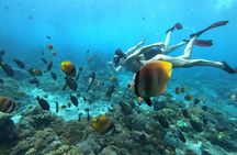 Samadai Reef - Dolphin House Snorkeling Tour at Marsa Alam
