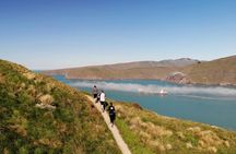 Lyttelton Shore Excursion - Guided Walking Tour and Picnic 