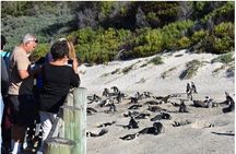 Cape of Good Hope>Cape Point>Penguins & Wine Tasting