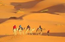 Private Morning Desert Safari with Camel Ride Falcon Photos