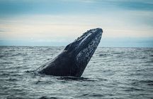 Open Ocean Safari and Whale Watching