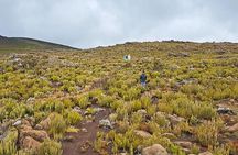 Private 1 Day Hike in Kilimanjaro Mountain
