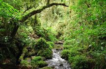 Private 1 Day Hike in Kilimanjaro Mountain