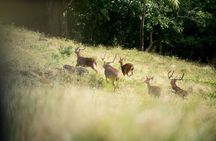 2 Hours Guided Quad Bike Tour in Bel Ombre Nature Reserve