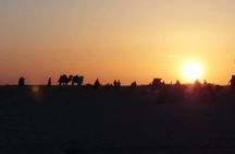 Desert tours and adventurous camel trekking through the Sahara