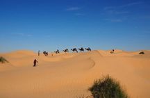 Desert tours and adventurous camel trekking through the Sahara