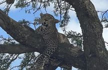 Chobe National Park Small Group Day Safari from Victoria Falls