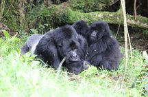 2 Days Private Gorilla Tracking in Uganda from Kigali Rwanda