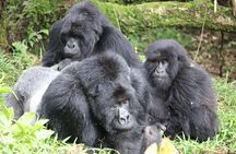 2 Days Private Gorilla Tracking in Uganda from Kigali Rwanda