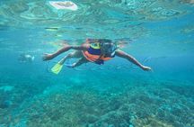 Swim with Manta Rays : Snorkeling Day Trip from Bali